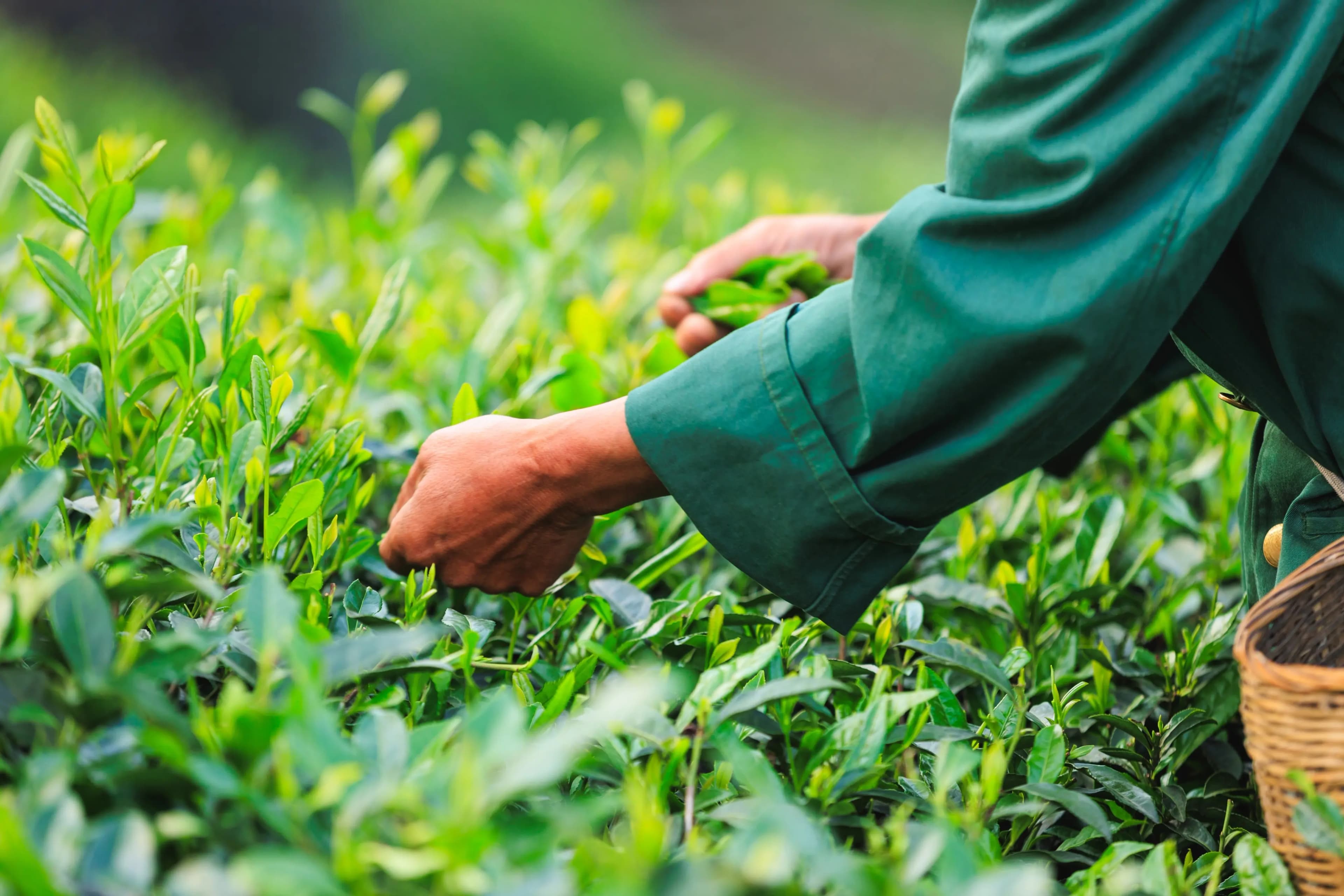 Rikyu Matcha - Premium Japanese Tea